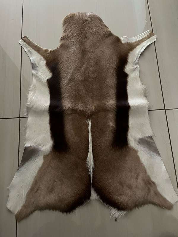 Springbok skin - excellent condition : size 60cm x 89cm