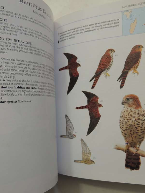Sasol Birds of Prey of Africa and its Islands - Alan & Meg Kemp