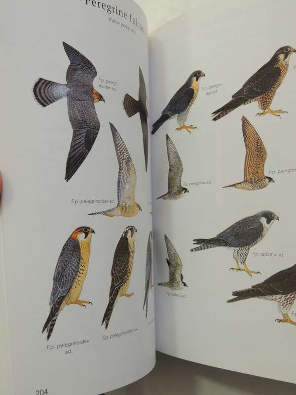 Sasol Birds of Prey of Africa and its Islands - Alan & Meg Kemp