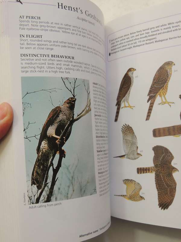 Sasol Birds of Prey of Africa and its Islands - Alan & Meg Kemp