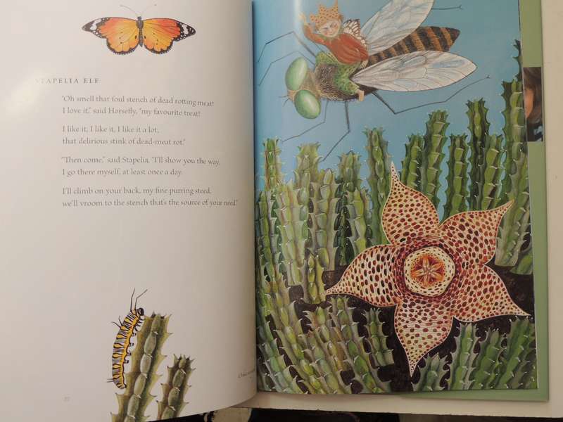 Fynbos Fairies - Antjie Krog & Fiona Moodie