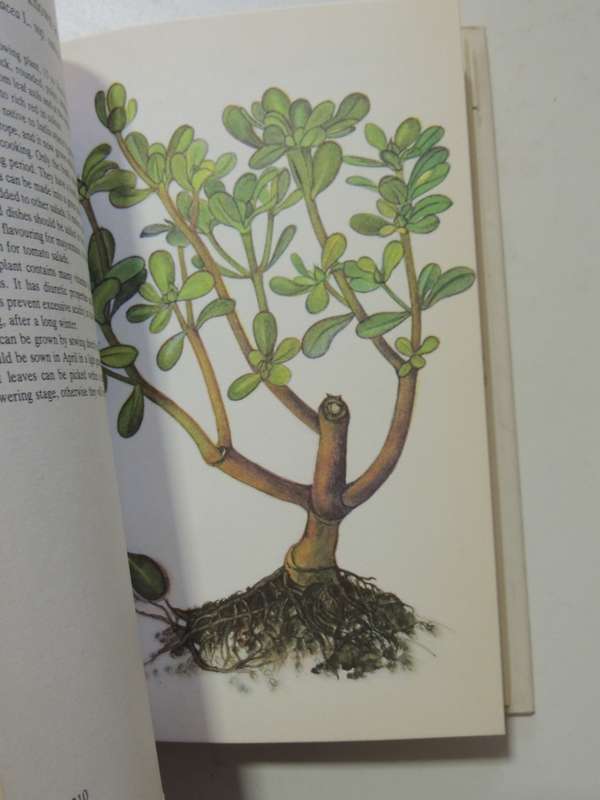 A Guide In Colour To Kitchen Herbs And Spices - Bohumir Hlava & Dagmar Lanska