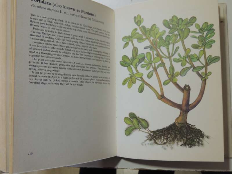 A Guide In Colour To Kitchen Herbs And Spices - Bohumir Hlava & Dagmar Lanska