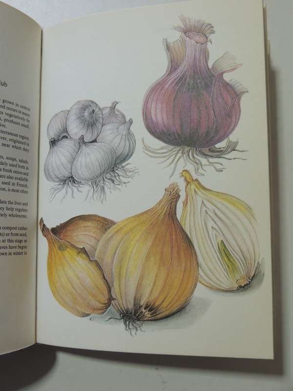 A Guide In Colour To Kitchen Herbs And Spices - Bohumir Hlava & Dagmar Lanska