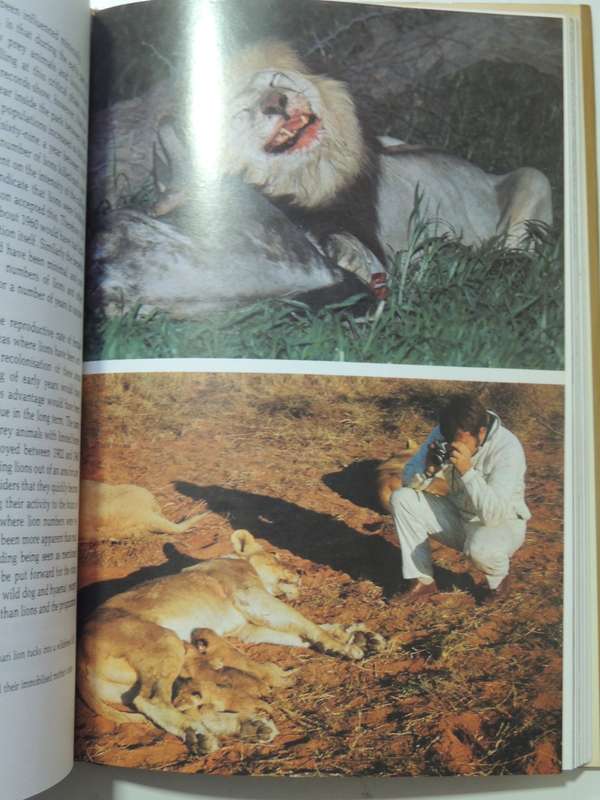 Lion - G.L.Smuts