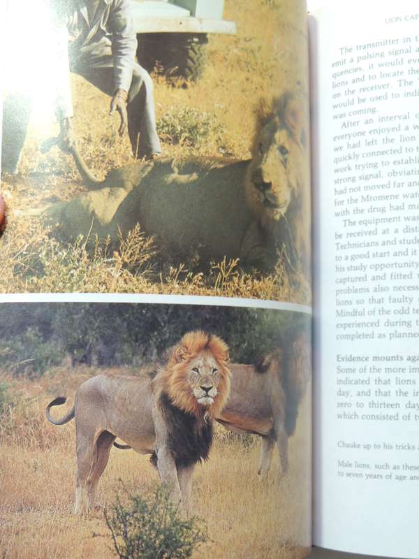 Lion - G.L.Smuts