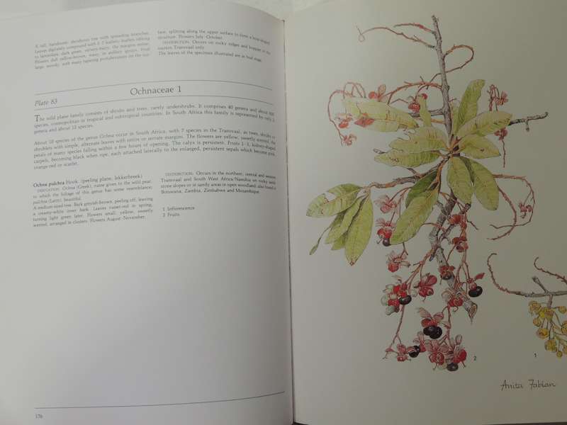 Transvaal Wild Flowers - Anita Fabian & Gerrit Germishuizen