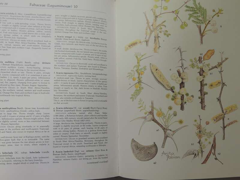 Transvaal Wild Flowers - Anita Fabian & Gerrit Germishuizen