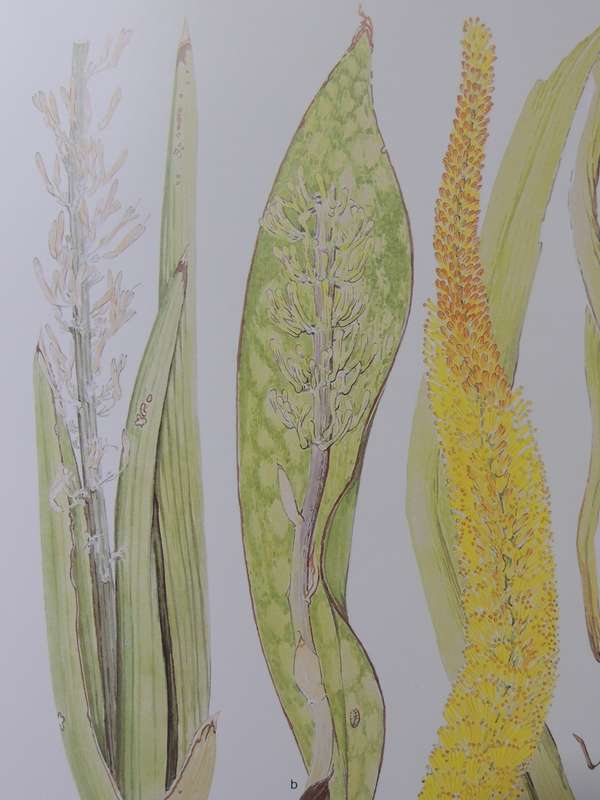 Transvaal Wild Flowers - Anita Fabian & Gerrit Germishuizen