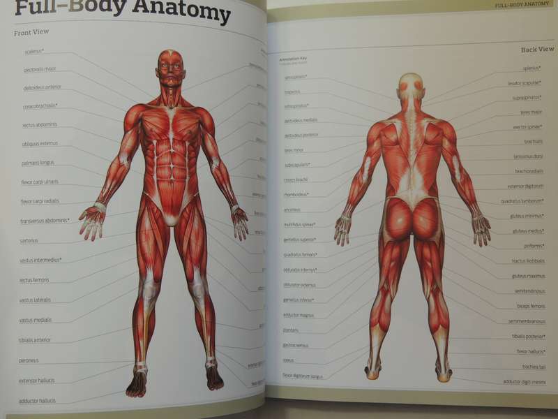 Anatomy Of Fitness Elite Training: Special Forces Workout- Stephen M. Erle