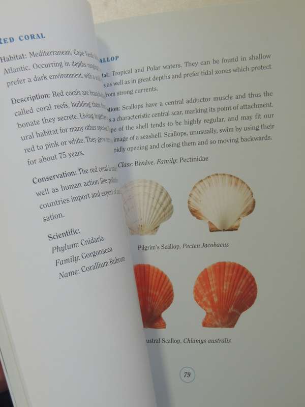 The Healing Power Of Seashells - Daya Sarai Chocron