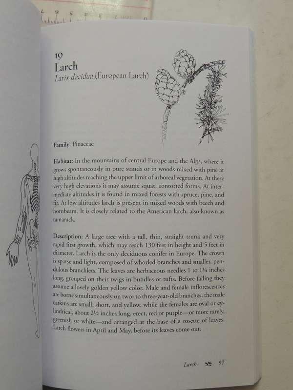 Bach Flower Massage - Daniele Lo Rito, M.D.
