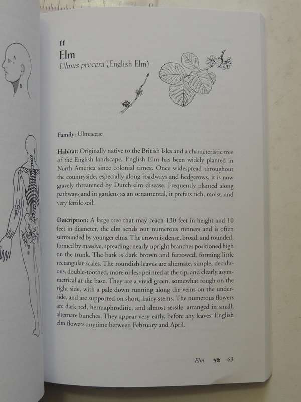 Bach Flower Massage - Daniele Lo Rito, M.D.