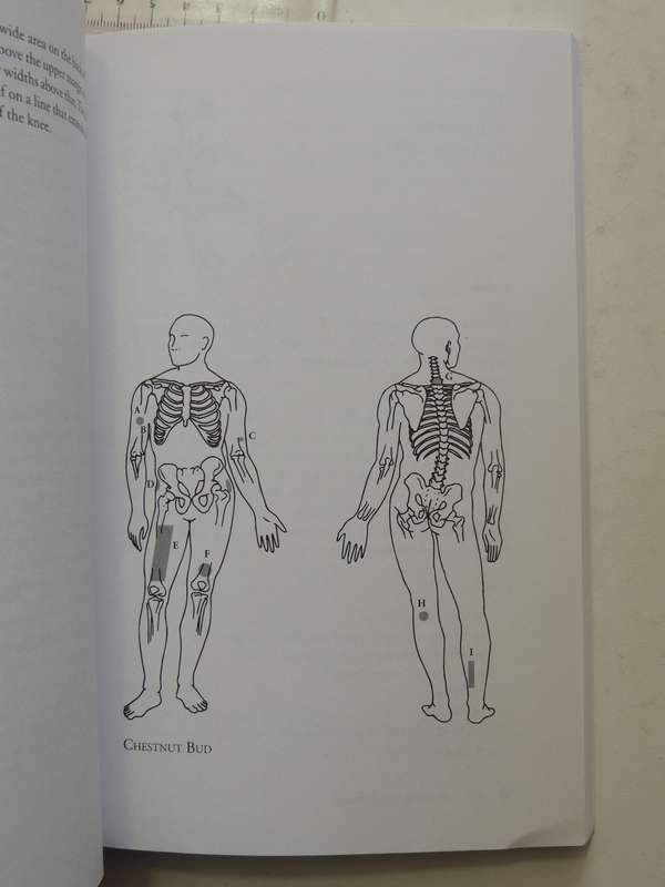 Bach Flower Massage - Daniele Lo Rito, M.D.