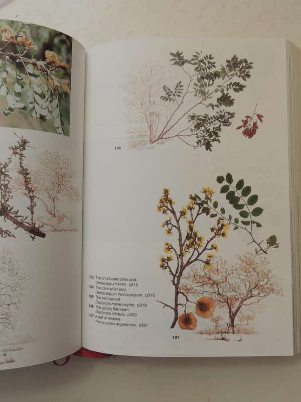 TREES of Southern Africa - 2nd Revised EditionKeith & Meg Coates Palgrave