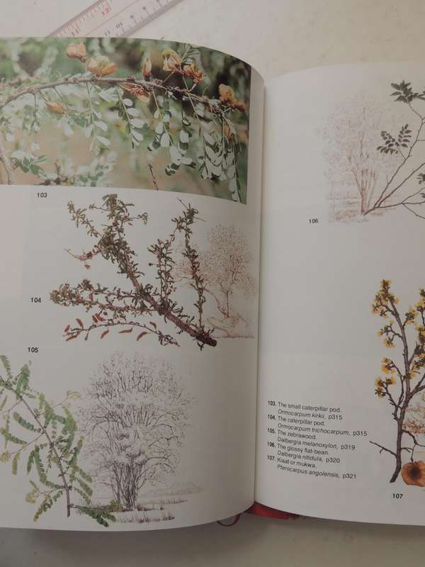 TREES of Southern Africa - 2nd Revised EditionKeith & Meg Coates Palgrave