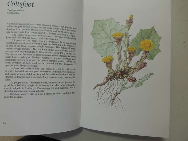 Common Plants As Natural Remedies - Cynthia Wickham