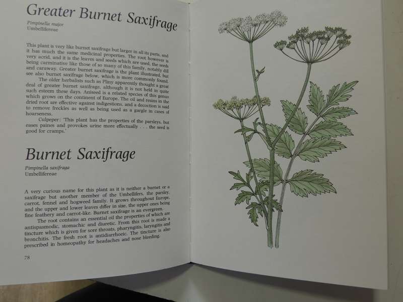 Common Plants As Natural Remedies - Cynthia Wickham