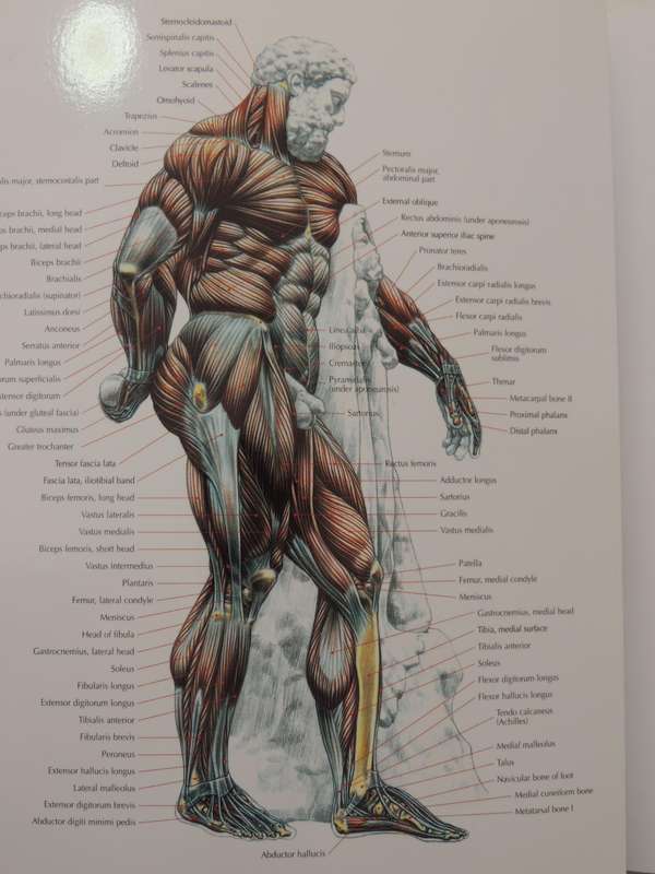 Strength Training Anatomy  - Frederic Delavier