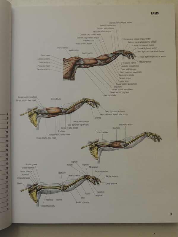 Strength Training Anatomy  - Frederic Delavier
