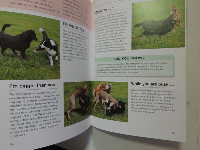 What is My Dog Thinking? The Essential Guide to Understanding Pet Behavious - Gwen Bailey