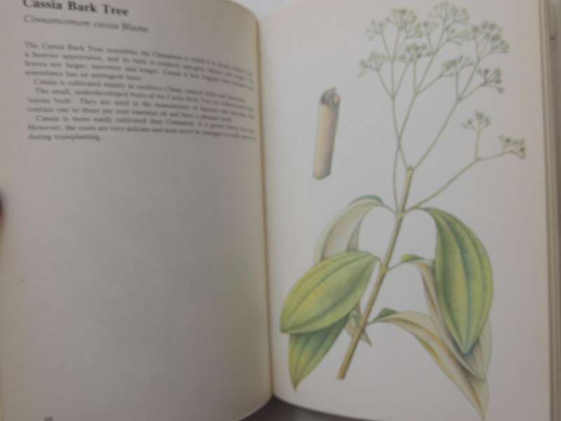 A Guide In Colour To Kitchen Herbs And Spices - Bohumir Hlava & Dagmar Lanska