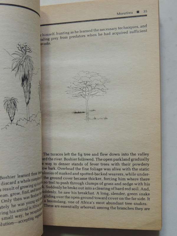 The Lighting Bird - Lyall Watson