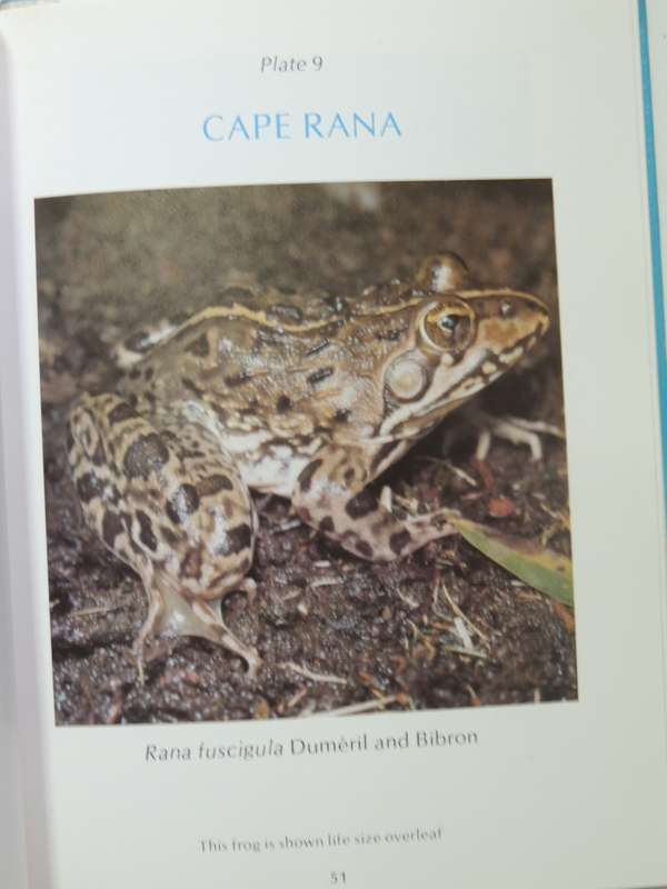 A Guide To The Identification Of TheFrogs Of The Witwatersrand - Vincent Carruthers