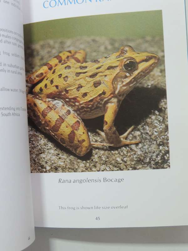 A Guide To The Identification Of TheFrogs Of The Witwatersrand - Vincent Carruthers