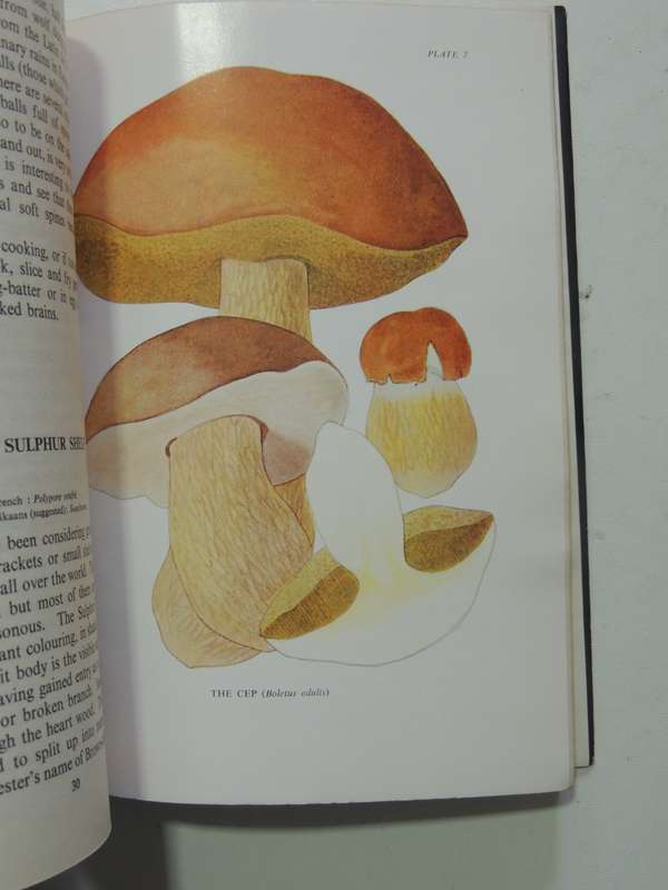 Some South African Edible Fungi- E.L. Stephens & M.M. Kidd