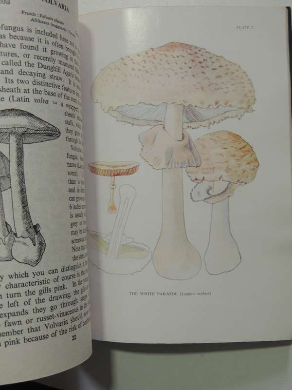 Some South African Edible Fungi- E.L. Stephens & M.M. Kidd