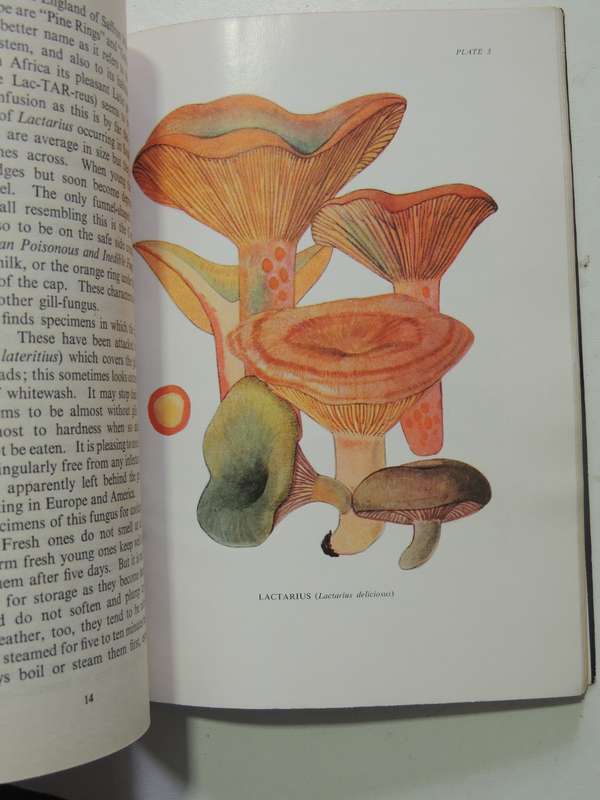 Some South African Edible Fungi- E.L. Stephens & M.M. Kidd