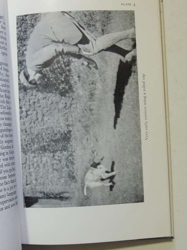 Gundogs: Their Care And Training  - Michael Brander