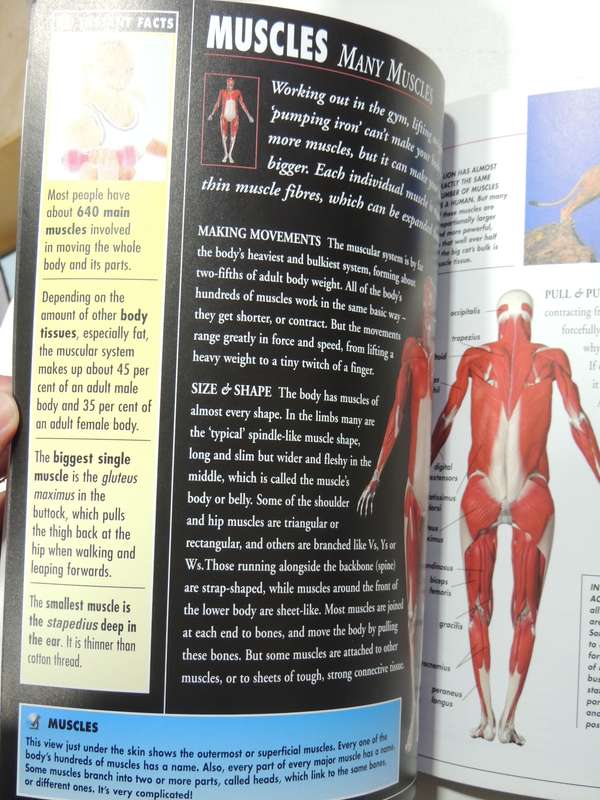 Body Atlas - Skin Muscles & Bones - Steve Parker