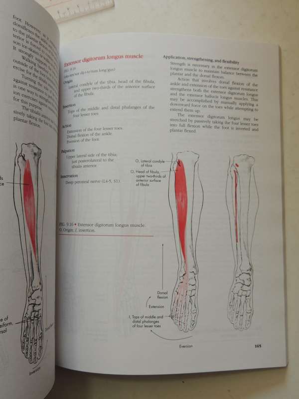 Manual Of Structural Kinesiology - R.T. Floyd & Clem W. Thompson  (Thirteenth Edition)