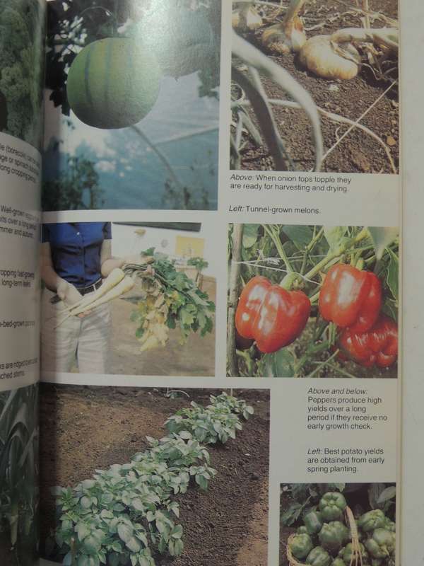 Growing Vegatables In South Africa - Capel Henry
