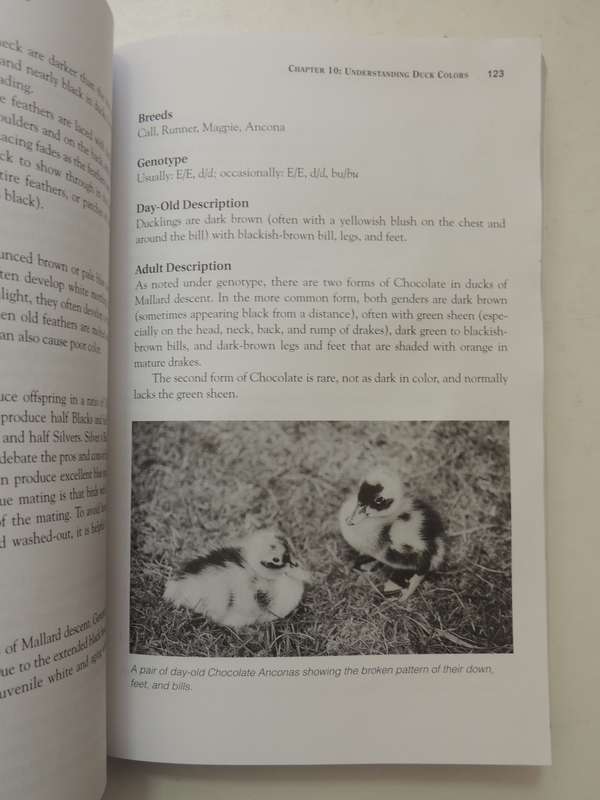 Storey's Guide to Raising Ducks, Breeds, Care, Health - Dave Holderread