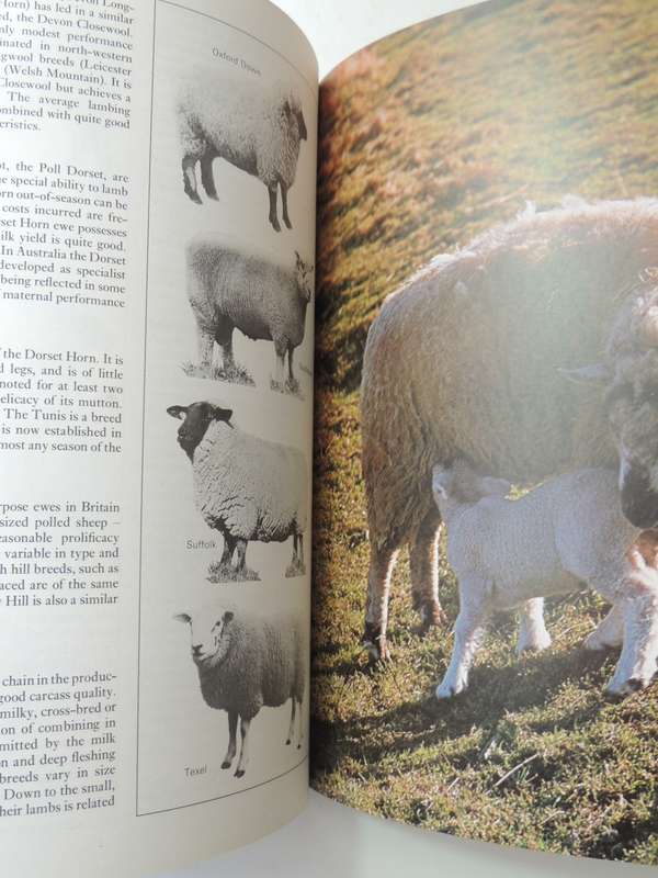 The Complete Book of Raising Livestock & Poultry, A Smallholder's Guide -  Katie Thear, Dr Alaistair