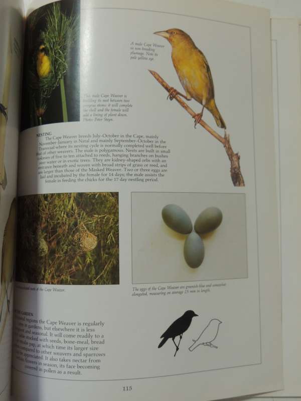 Newman's Garden Birds - Kenneth Newman
