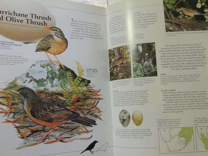 Newman's Garden Birds - Kenneth Newman