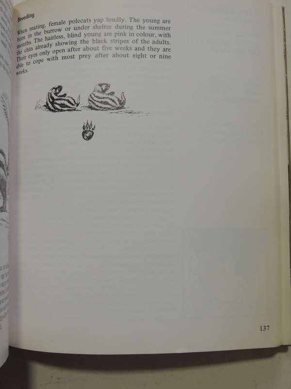 Maberly's Mammals Of Southern Africa - Richard Goss