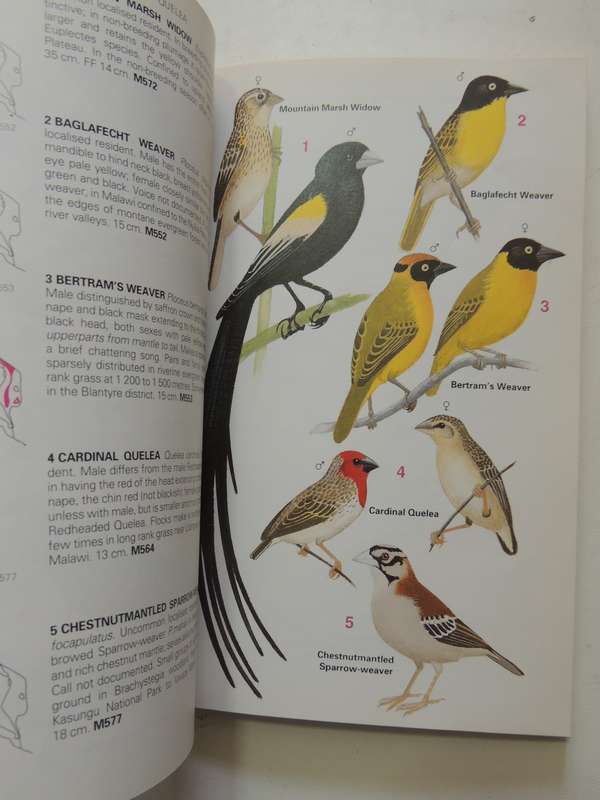 Birds of Malawi, A Supplement to Newman's Birds of Southern Africa - Kenneth Newman, N J-Stewart, BM