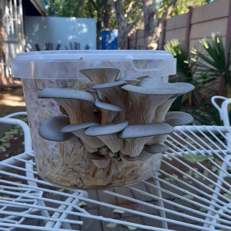 Buy One Get One Free 5L Mushroom Grow Kit  DIY Home Mushroom Cultivation | Luigis Gourmet Mushroom