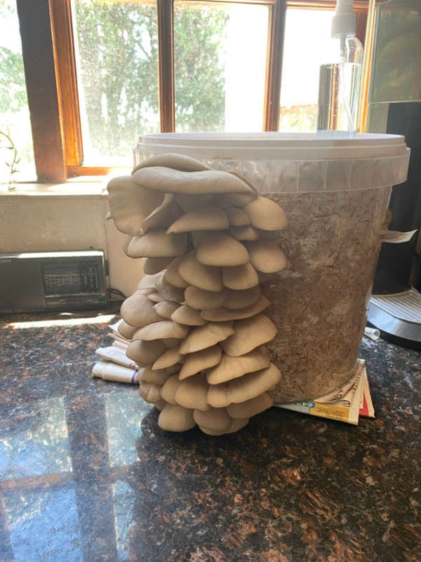 Home Growing Grey Oyster Mushroom Kit - 2.5L (1-2kg Mushrooms)