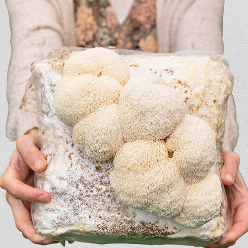 Lions Mane Mushroom kit ( 2kg+ )