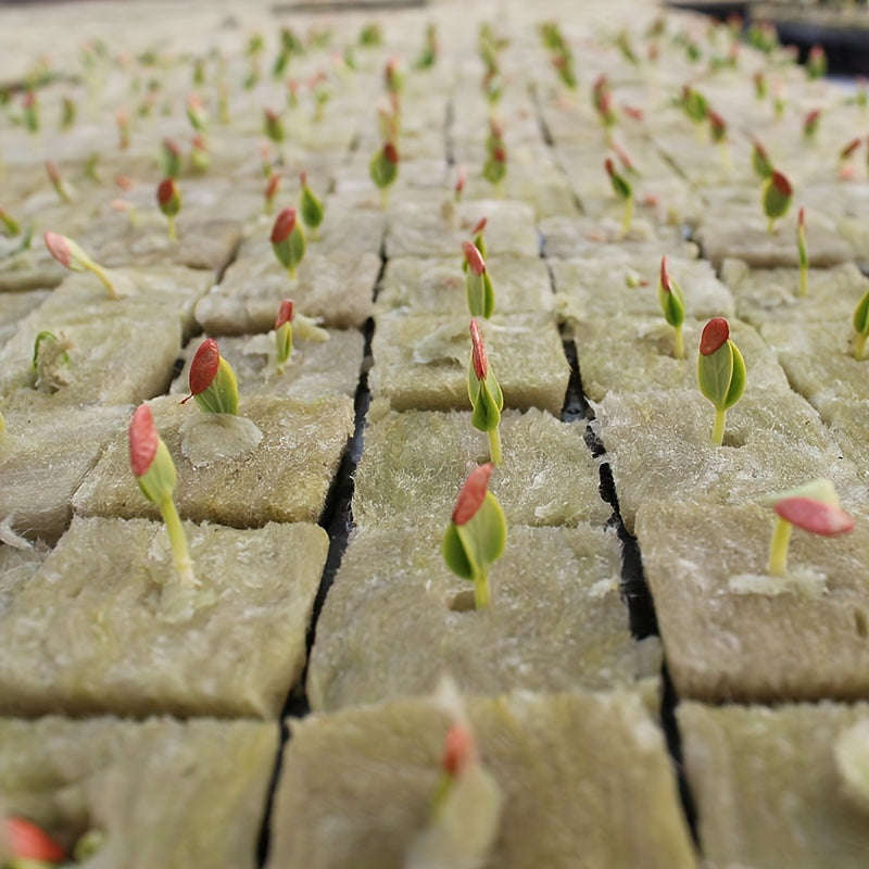50 Soilless Cultivation Substrate Plant Propagation Seedling Blocks