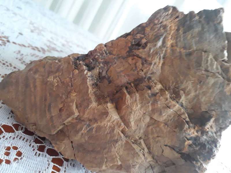 BEAUTIFUL LARGE 10KG PIECE OF FOSSILIZED TREE - PETRIFIED TREE/VERSTEENDE BOOM