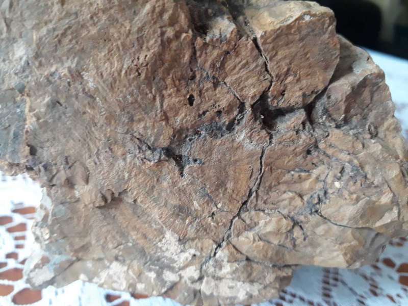 BEAUTIFUL LARGE 10KG PIECE OF FOSSILIZED TREE - PETRIFIED TREE/VERSTEENDE BOOM