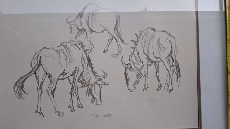 Beautiful Large Ink On Paper Of Grazing Wildebeest By South African Artist Zakkie Eloff 1925 - 2004