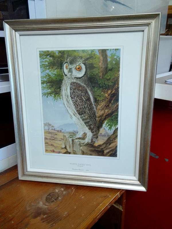 Stunning Thomas Baines 1864 Print- White Faced Owl- Otus Leucotis - In A Beautiful Frame